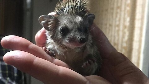 Our hedgehog is two weeks old