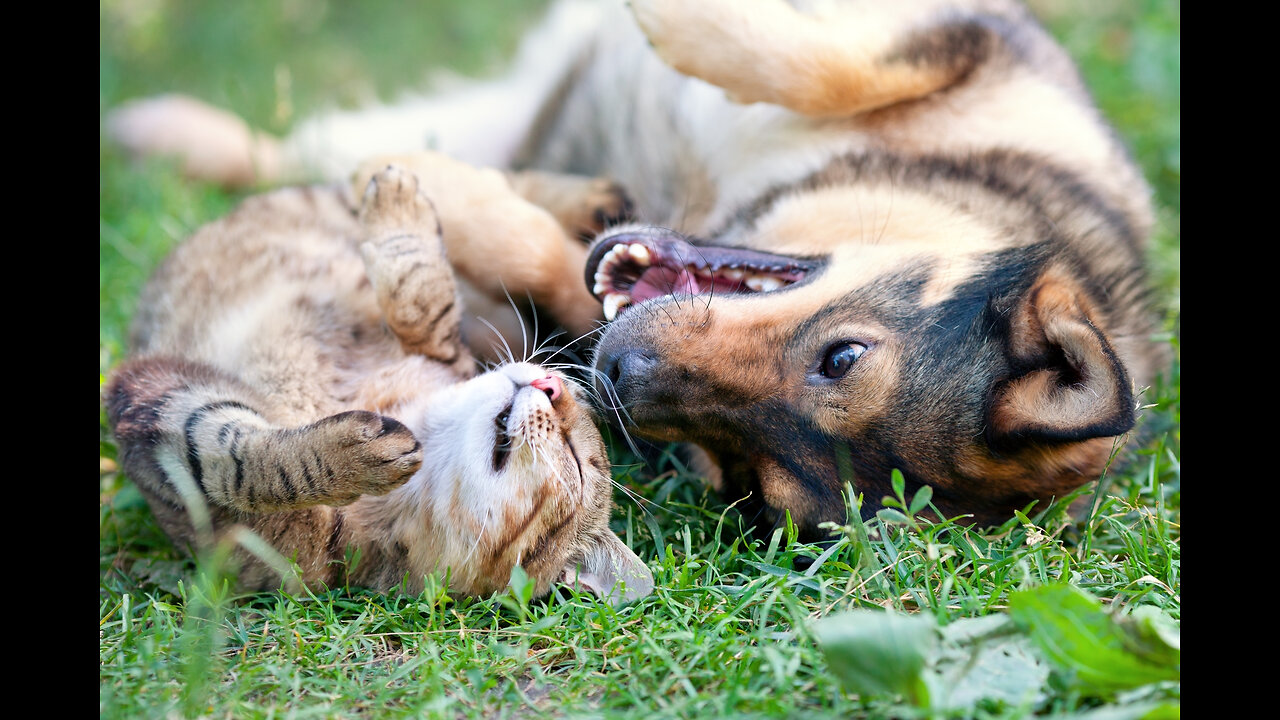 The Funniest and Cutest Moments of Pets 🐶😹 Funny Animal Videos 2024 🥰