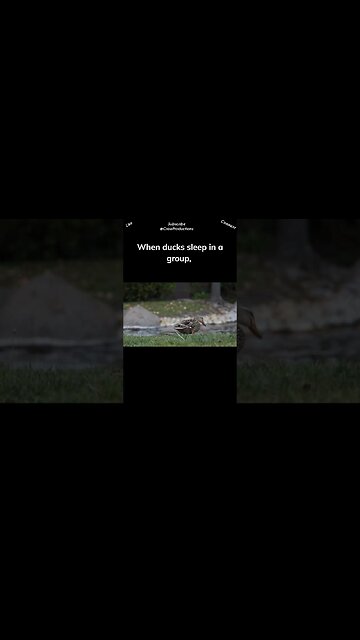 Some birds sleep with one eye open #birds #shorts