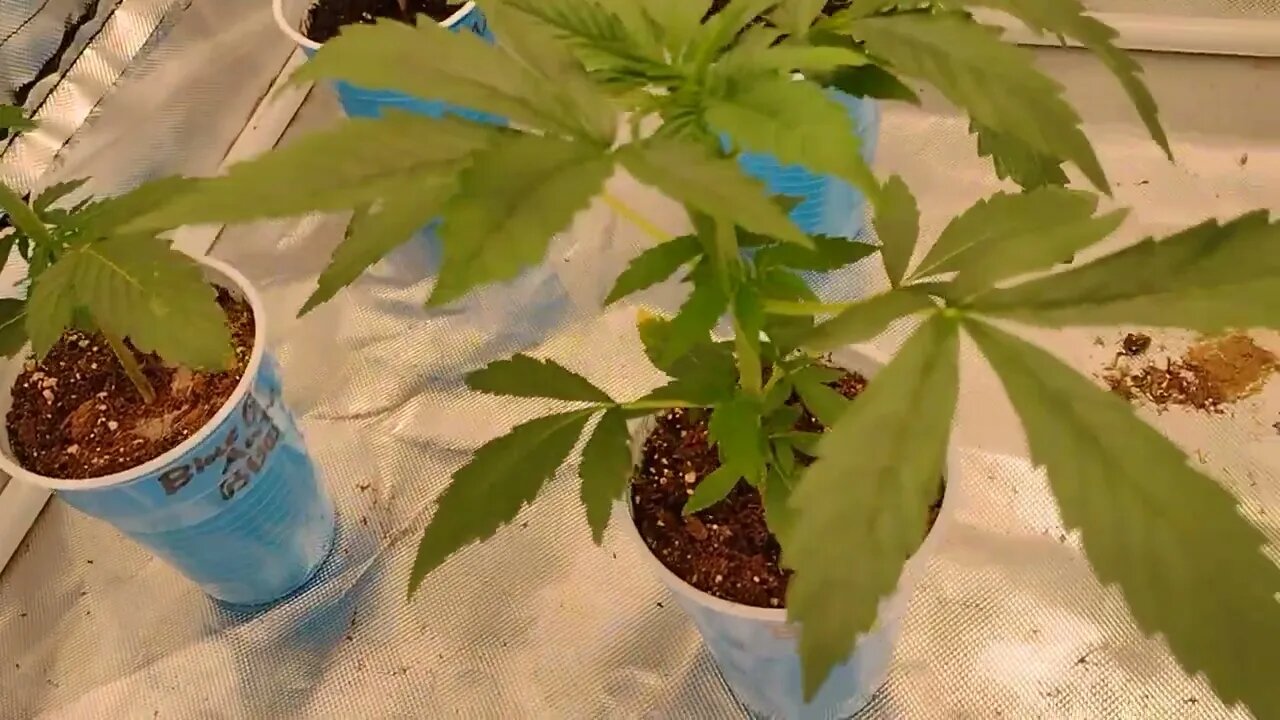 Auto's in arrows tent grow on my daughter