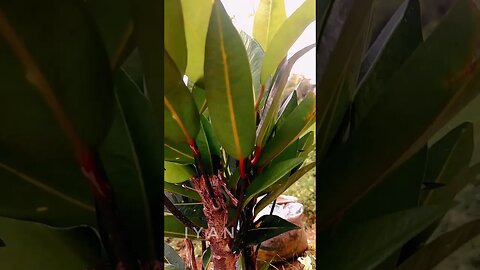 estetik pepohonan | sinematik nature #shorts #estetik #sinematikalam