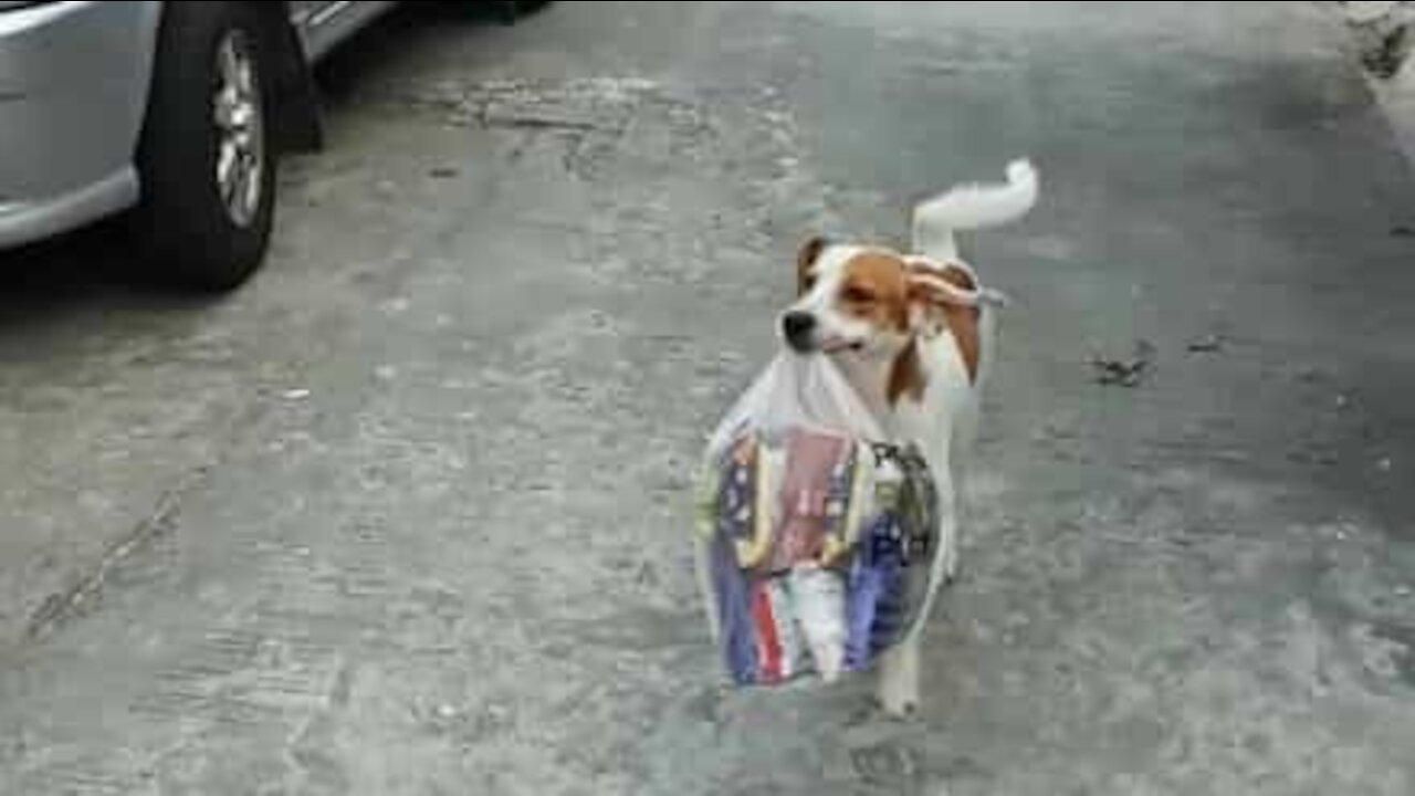 Ce chien aide son maître à rentrer les courses