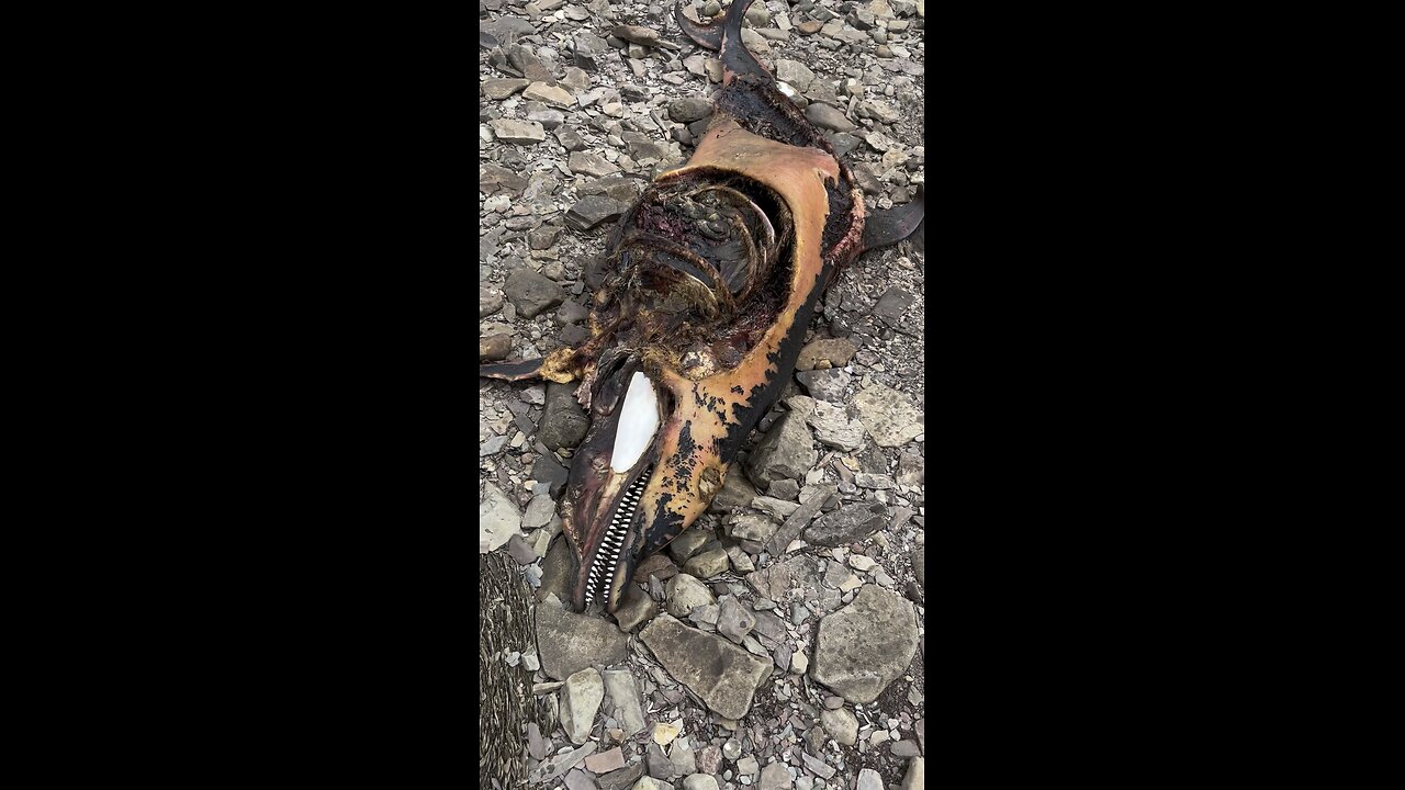 Carcass on beach dog lead me to in Cape Breton