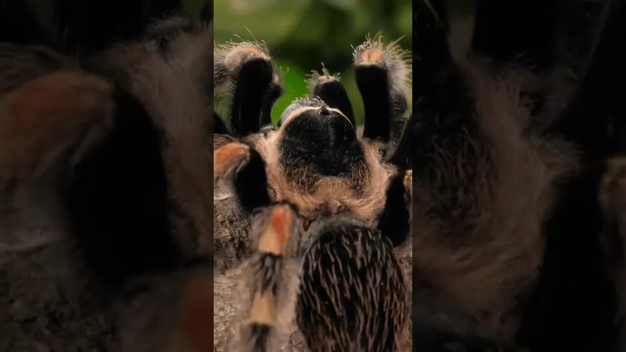 beautiful spider #shorts #ytshorts #short #hewan #binatang #spiderman #video #shortvideo