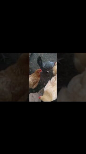 Quality time with charismatic little dinosaurs making all the chicken noises