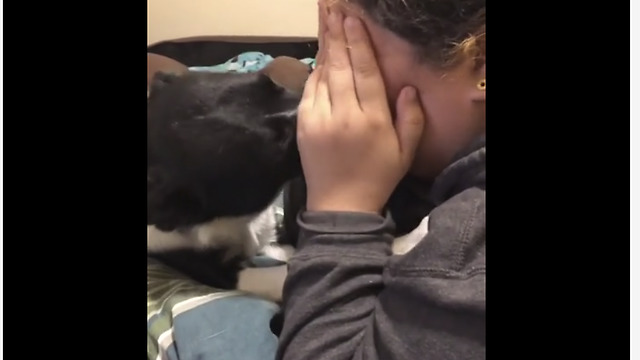 Sweet Dog Tries To Stop Owner From Crying