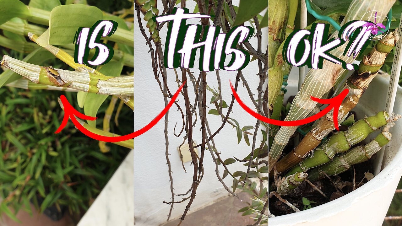 Understanding Old Orchid Pseudobulbs | What’s Normal vs. What’s a Threat & When #ninjaorchids