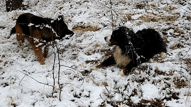 Dogs Get Absolutely Thrilled For The First Snow Of The Season