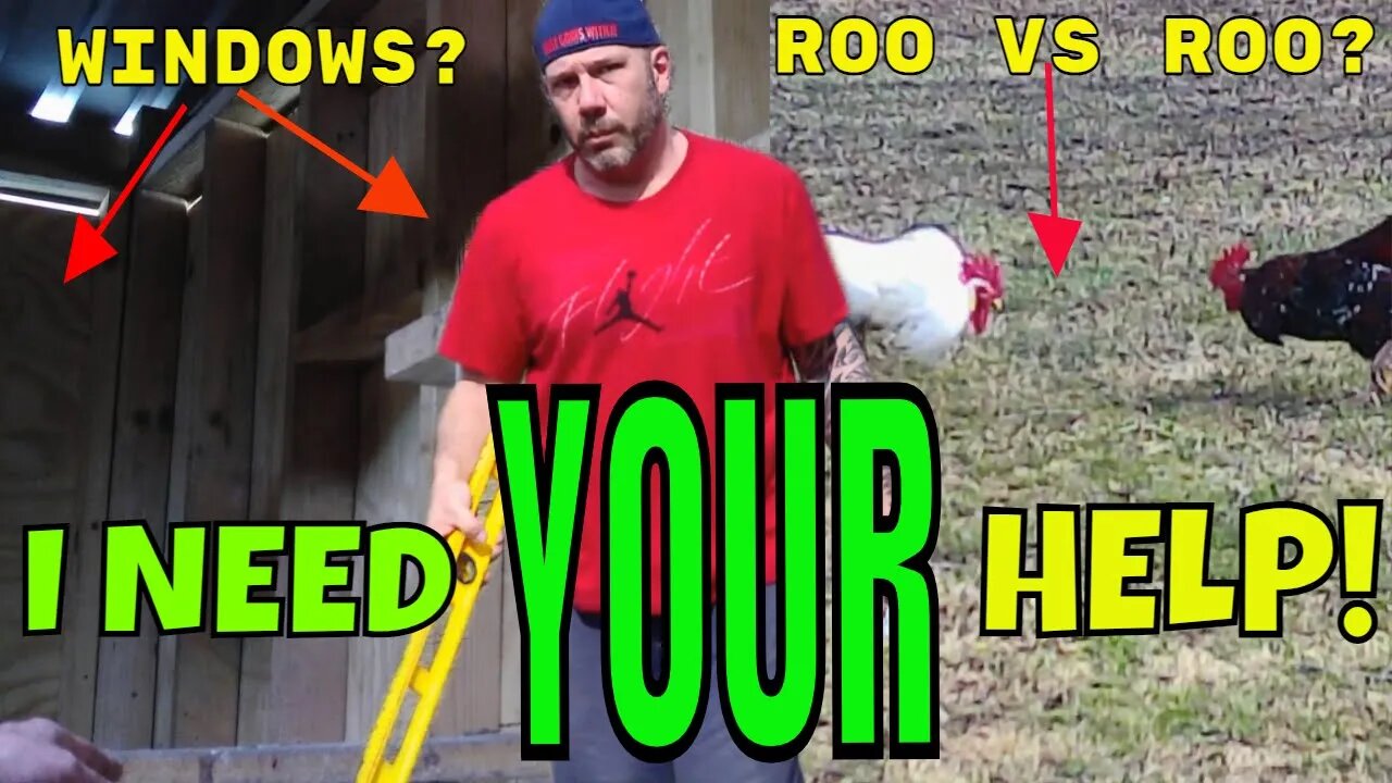 Chick-Mahal Chicken Coop Remodel/ Rooster VS Rooster For King