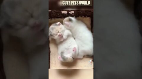 Cute and funny cat videos/#kitten #cat #kitty #funny kitten #funnycat #trending #shorts #tiktok (3)