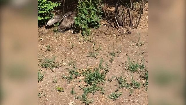 Baby Duck Won't Leave Mom Alone