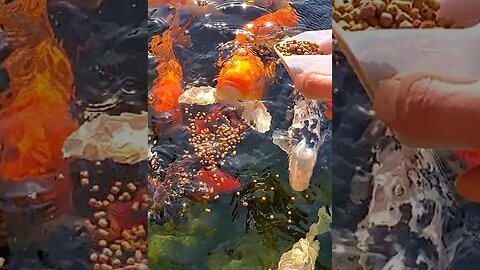 Koi fish feeding #shorts