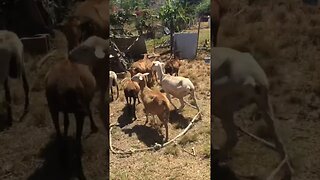 Sheep Dog FEARS Sheep