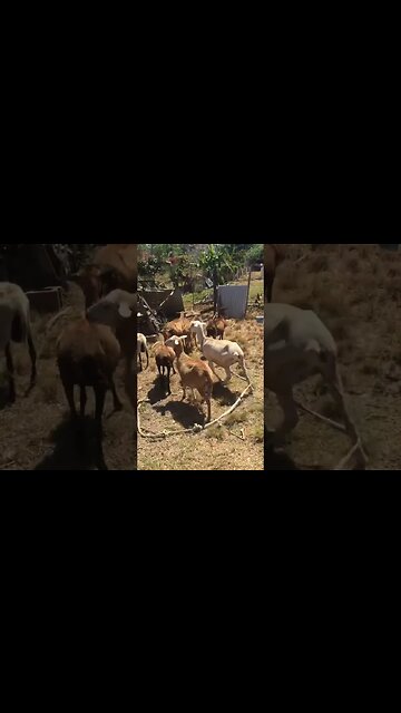 Sheep Dog FEARS Sheep