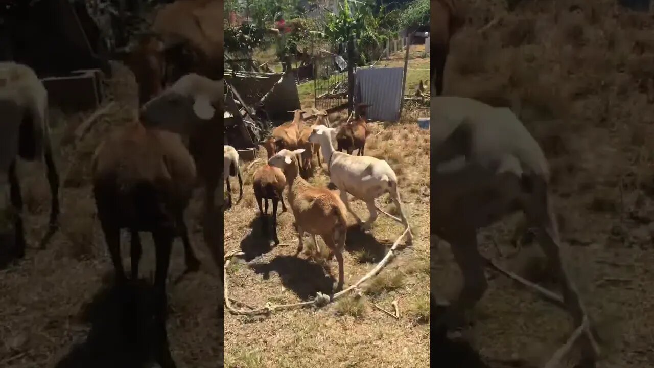 Sheep Dog FEARS Sheep