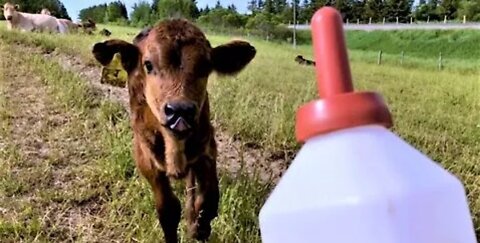 Bottle-fed calf happily waddles over for her breakfast