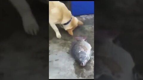 Doggo Rescues Fish #shorts