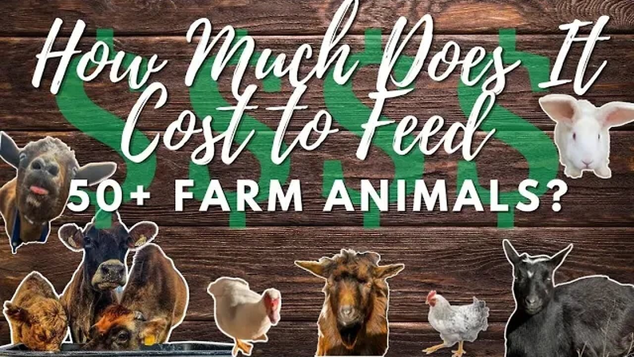 How Much is Our Feed Bill Each Month? | Three Little Goats Homestead Vlog