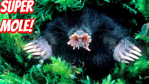 How Ugly Are Star-Nosed Mole?