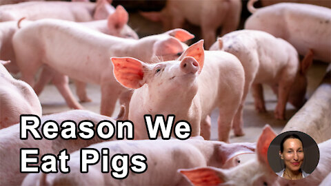 The Only Reason We Eat Pigs And Not Dogs Is Because Of Our Belief System - Melanie Joy, PhD