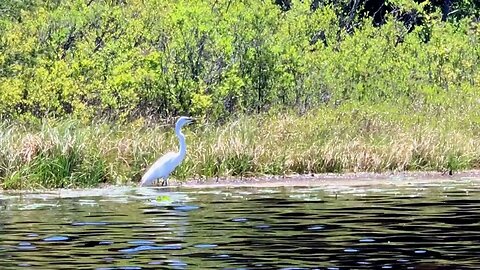 Serene Canoe Paddle on Bamber Lake, New Jersey | Underwater Shots, Wildlife Encounters
