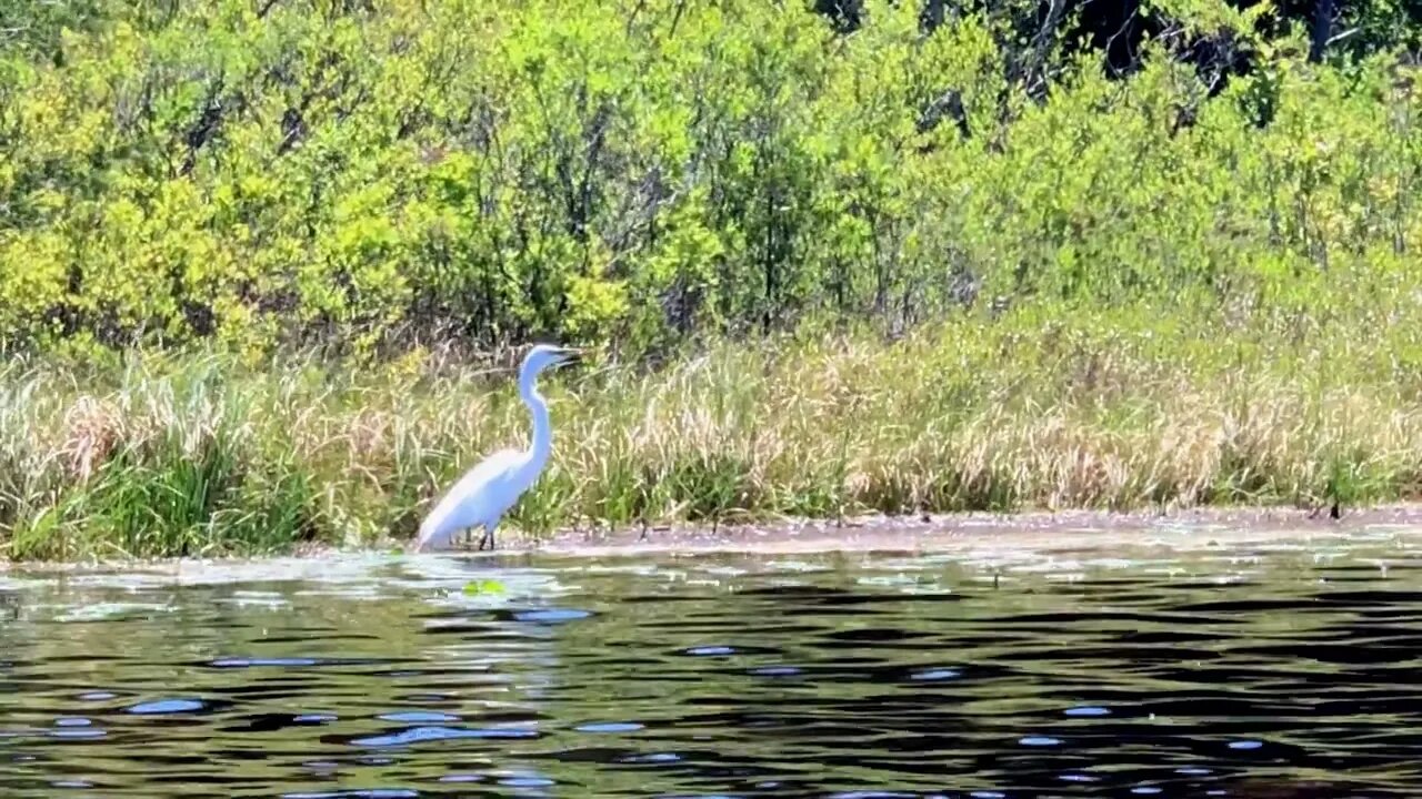 Serene Canoe Paddle on Bamber Lake, New Jersey | Underwater Shots, Wildlife Encounters