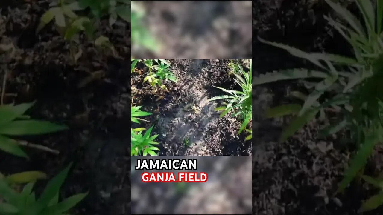 Visiting a Jamaican Ganja Field! #shorts