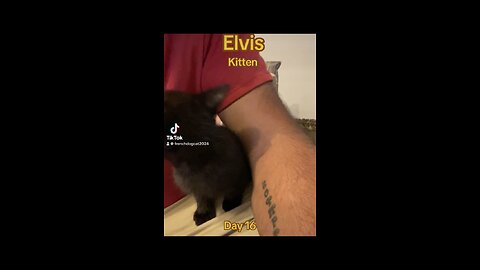 Kitten Elvis