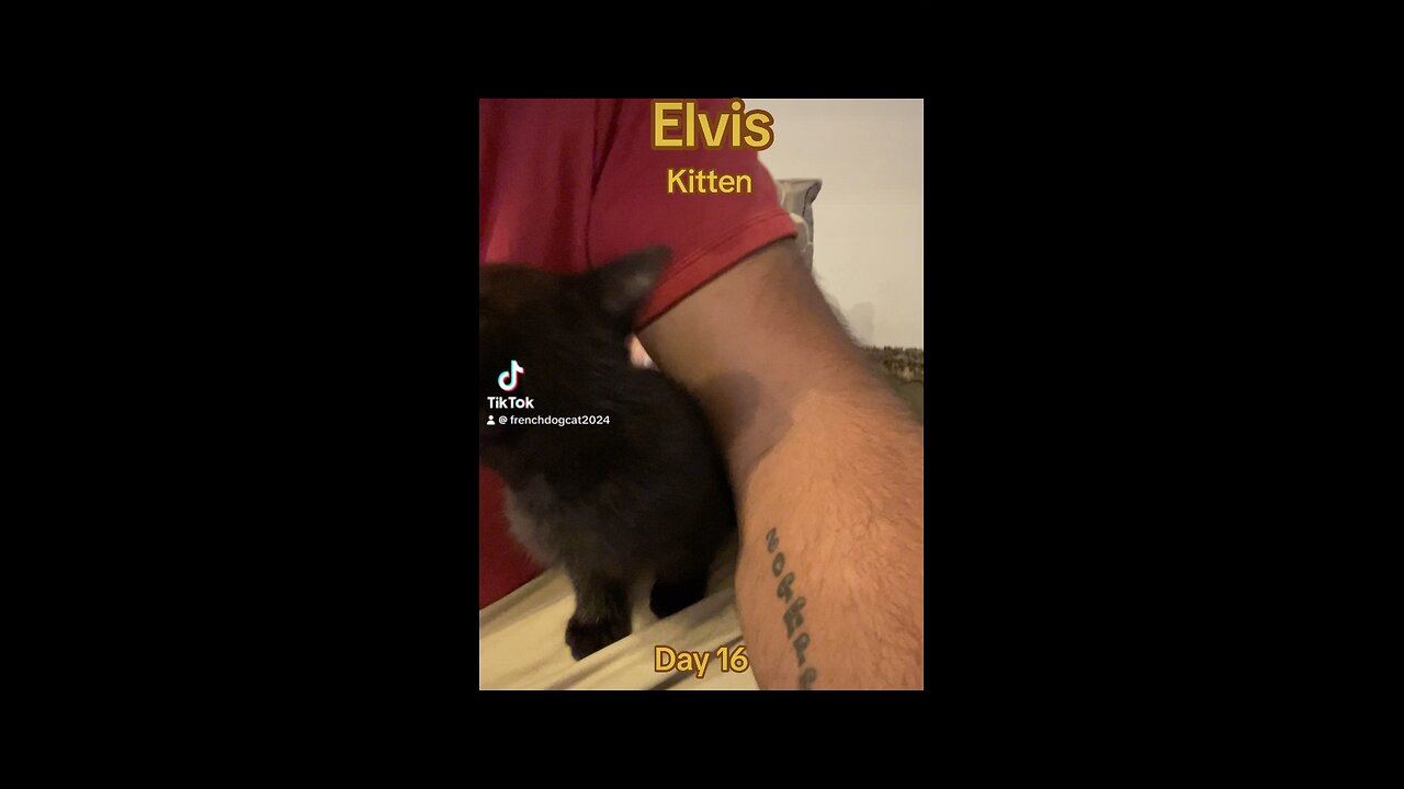 Kitten Elvis