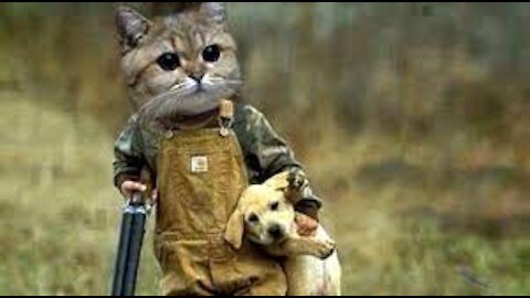 funny animals (super 3 minute funny) cats and dogs