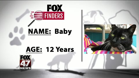 FOX Finders Pet Finder - Meet Baby