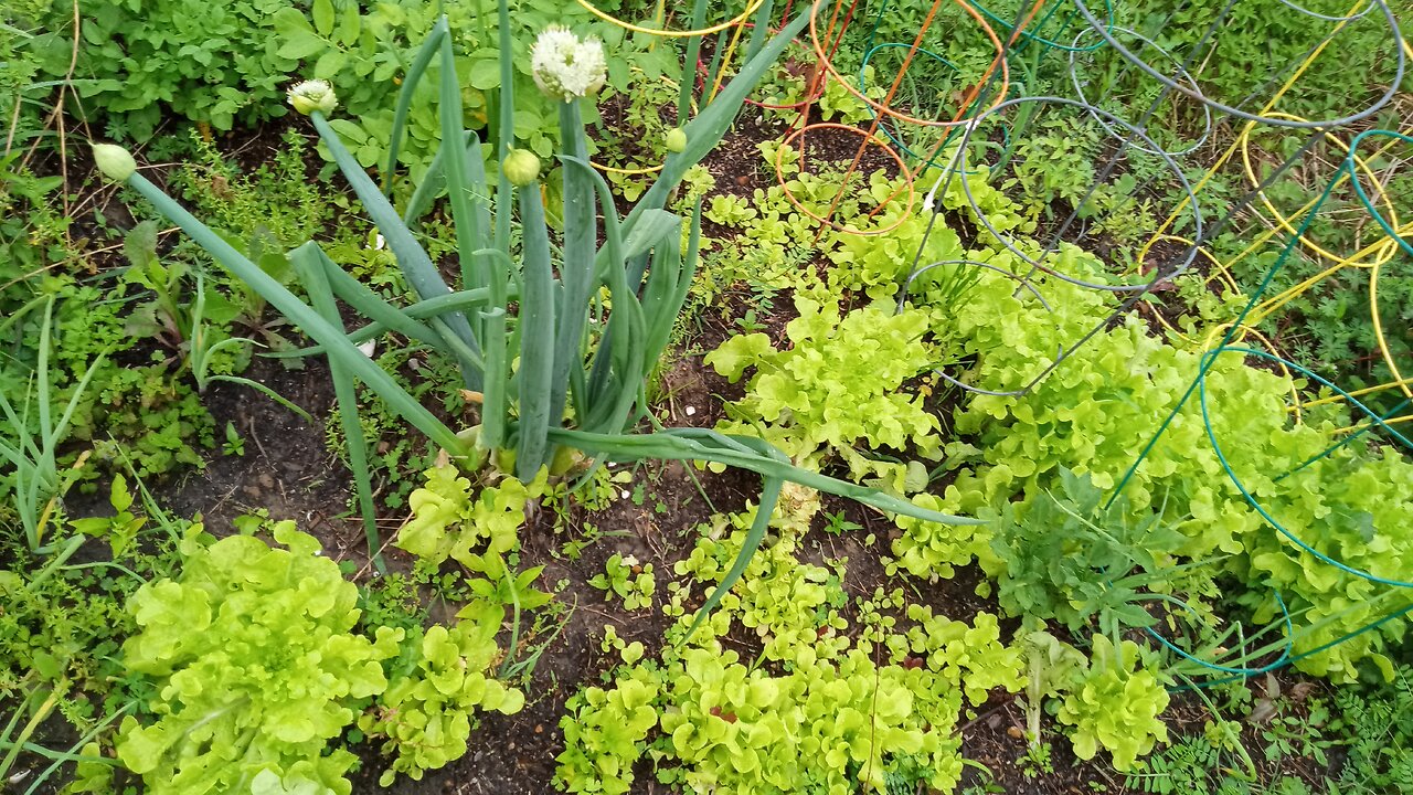 No till gardening vs crop rotation