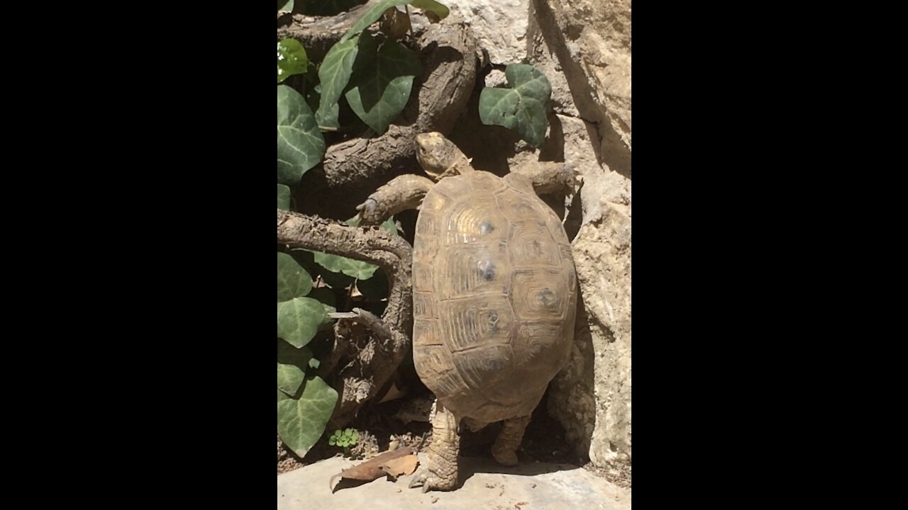 Turtle at my Airbnb in Amman Jordan during COVID-19 lockdowns, climbing trees.