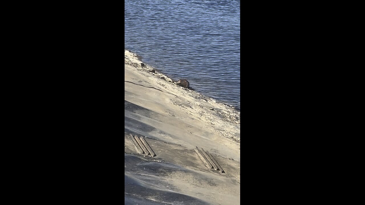 Better video of Muskrat.