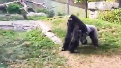 40 Times Animals Messed With The Wrong Opponent !-3