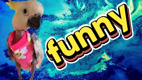 Funny animal scenes