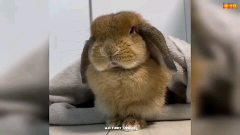 Funny Animals