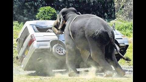 Animal Attacks! Terrifying animal attacks on humans video.