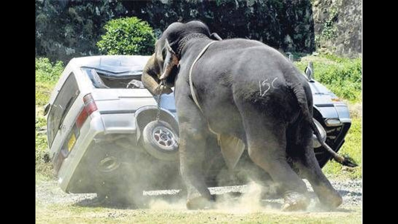 Animal Attacks! Terrifying animal attacks on humans video.