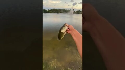 BASS on the shaky head rig!