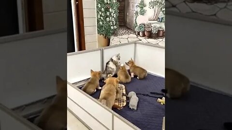 Retreat, retreat....🐶🐶🐈🐶🐶😂😂#shorts