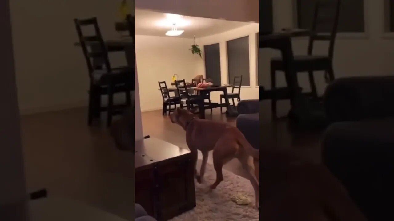 Dog Found The Food Stash😳