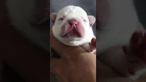 Polar bear 🐻‍❄️ #frenchbulldog #subscribe #gazaproduction
