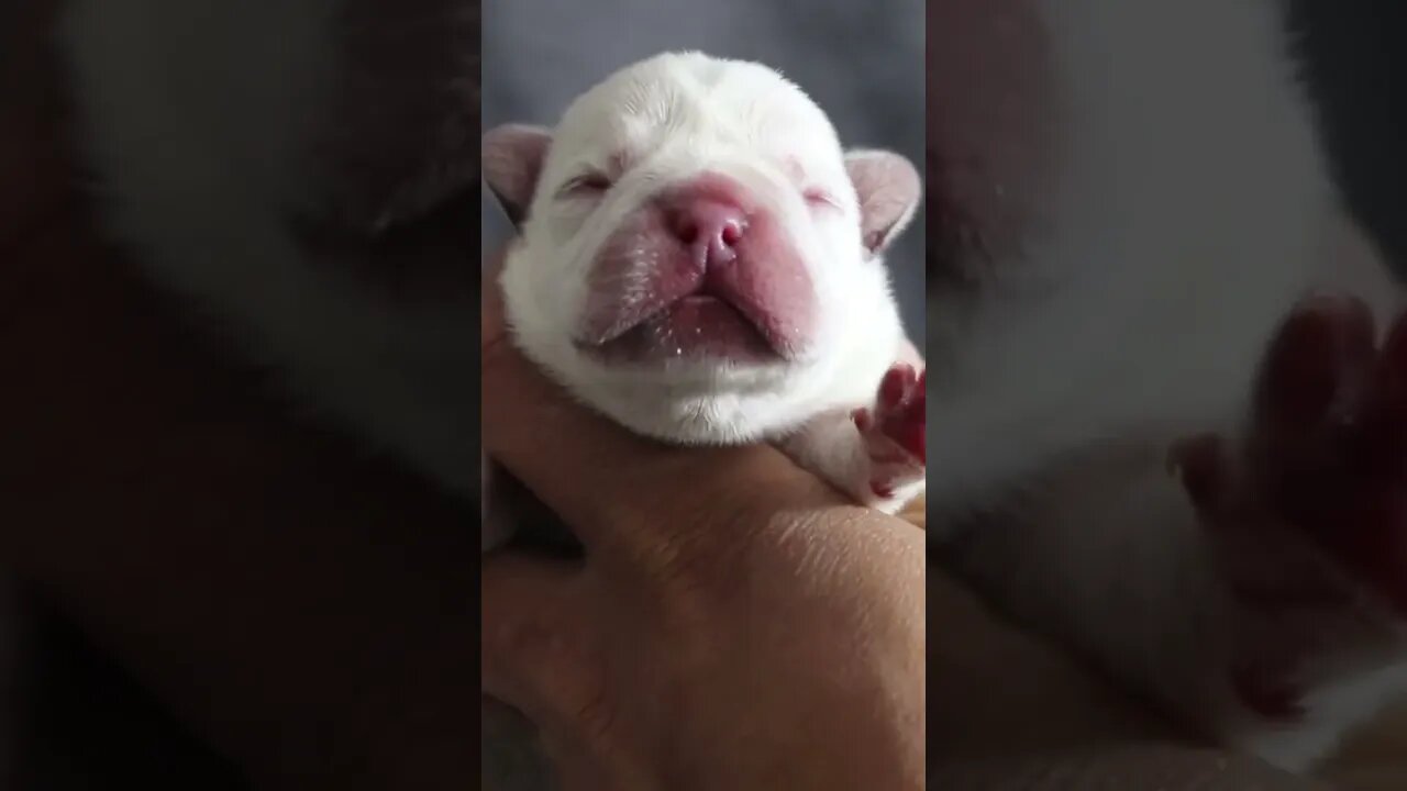 Polar bear 🐻❄️ #frenchbulldog #subscribe #gazaproduction