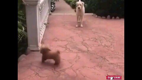 tiny Dog very dangerous🤣 interesting video