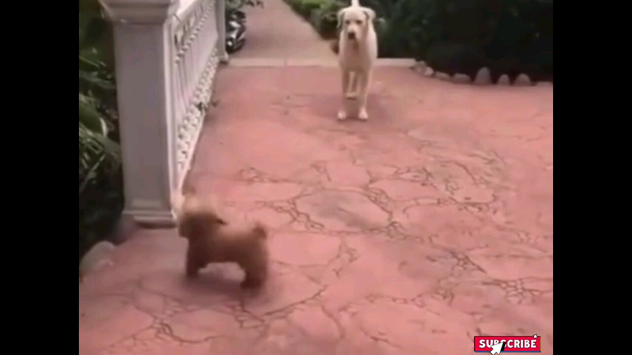 tiny Dog very dangerous𤣠interesting video