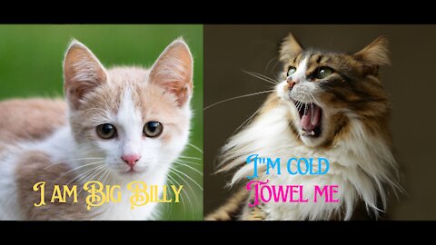 Cats talking !! these cats can speak english better than hooman