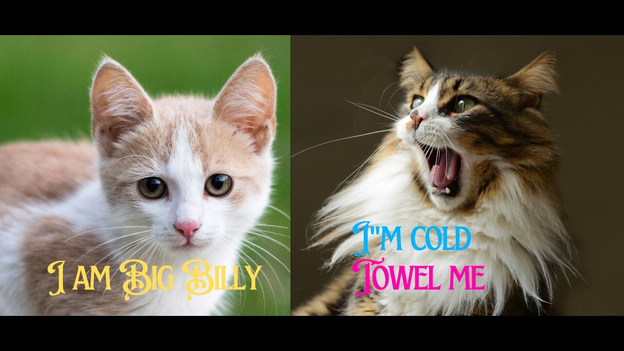 Cats talking !! these cats can speak english better than hooman