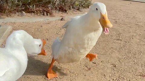 Easter Sucks For Ducks