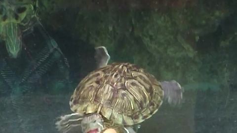 "A Turtle Playing With The Girl Through The Aquarium Glass"